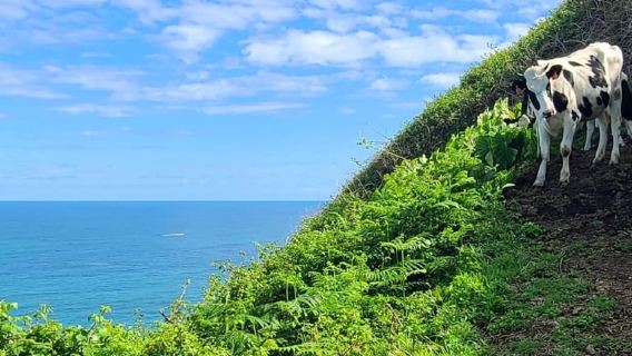 Nordeste/Nordostküste GANZTÄGIGE Wanderung zu den Wasserfällen
