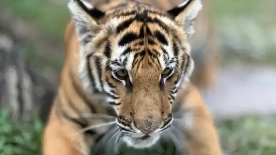 Tiger Kingdom [Pick-up & drop-off at the hotel|Great for families|Close Encounter With Tigers
