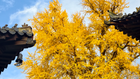【私人導覽】-古觀音禪寺包車一日遊/含門票預約/專車接駁