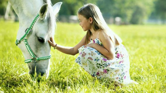 Lipica Lipizzan Stoeterij