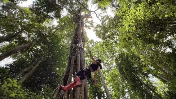 Jinuo Mountain Rainforest Hiking 1-Day Tour with Rainforest Meal and Guide | Small Group of 2-8 People | Door-to-Door Pickup