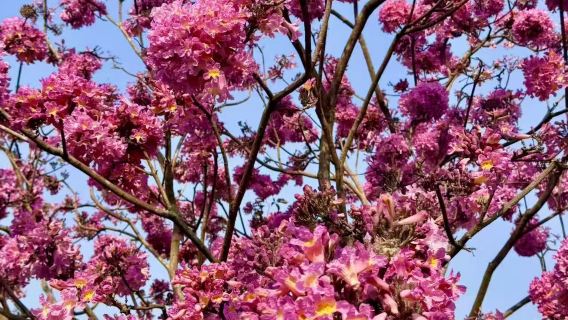 新會綠美生態園 粉色花海紫花風鈴木 廣東人的粉色浪漫