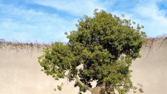 墨爾本|莫寧頓半島＆彩虹村+溫泉+酒莊|包車1日遊