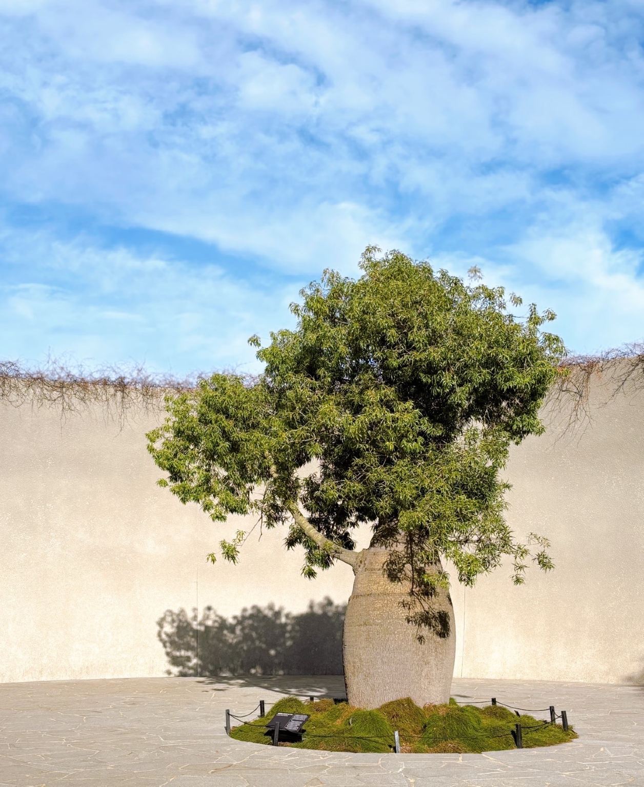 墨爾本|莫寧頓半島&彩虹村+溫泉+酒莊|包車1日遊