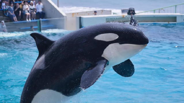 Lawatan Sehari Sewaan Peribadi Disesuaikan dalam Bahasa Cina di Chiba, Jepun (Interaksi Keluarga · Ternakan Haiwan & Pesta Laut)