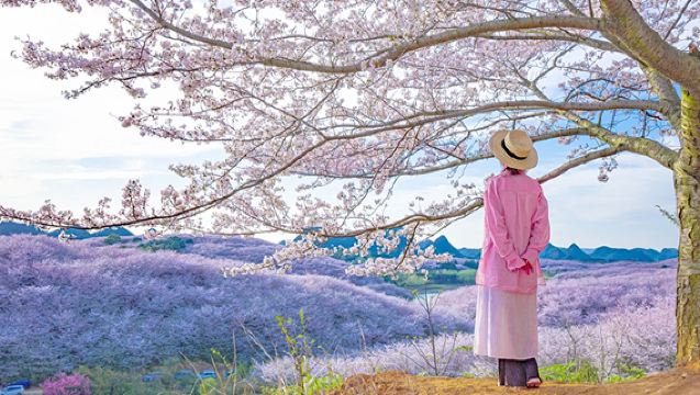 貴州平壩櫻花一日遊（獨立包車/不趕早上門接送/純玩無購物）