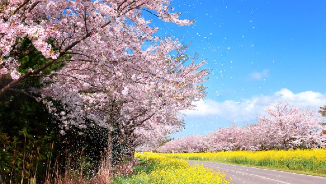 【含牛島登島】濟州島牛島東線純玩一日遊/一人可訂/市區可接