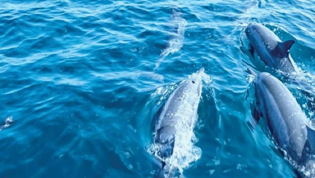 Palma de Mallorca: 3-Hr Dolphin Watching Boat Excursion + Swim & Snorkelling