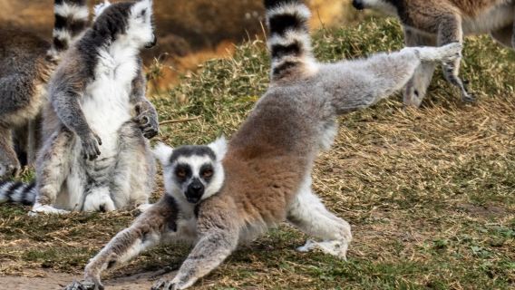 [Thuê xe riêng] Tour toàn Madagascar - Andasibe | Tùy chọn thuê xe riêng/hướng dẫn viên/đồng hành địa phương nói tiếng Trung