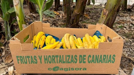 Tenerife: Flavours and Wines of Tenerife Gastronomy Tour