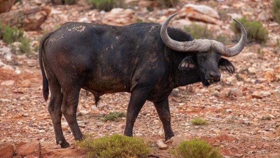 Aquila Private Game Reserve Safari