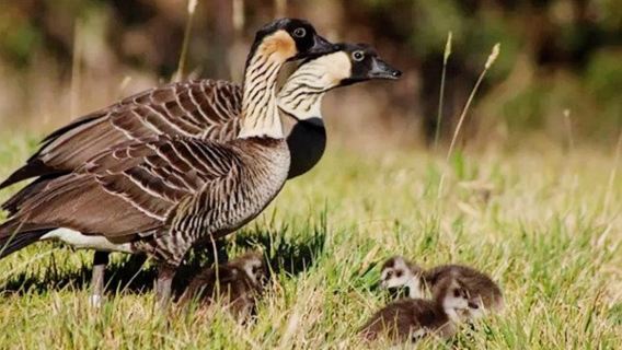 Amerika Hawaii Maui - Taman Negara Haleakala - Gunung Berapi - Tidak Termasuk Tiket Masuk - Nikmati Keselesaan Peribadi