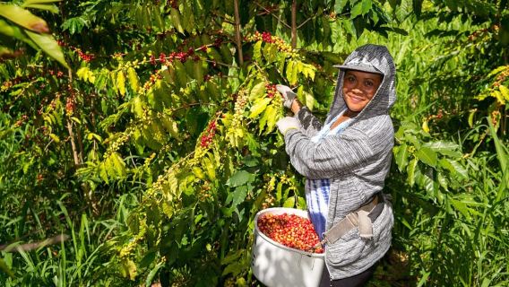 Hawaii: Hala Tree Coffee Farm Tour and Tasting
