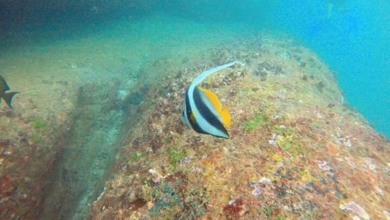 Snorkeling in Hikkaduwa
