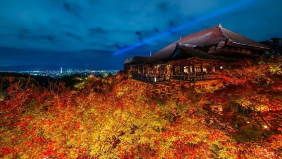 【夜紅葉ライン】日本関西旅行京都+奈良公園ワンデーツアー9-13人中日韓語