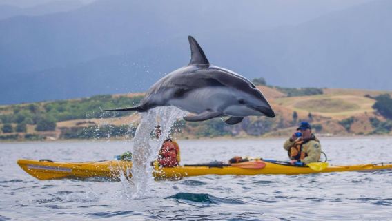 KaikouraExperiences