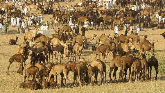 A Religious Trip to Pushkar from Jaipur with Jodhpur drop