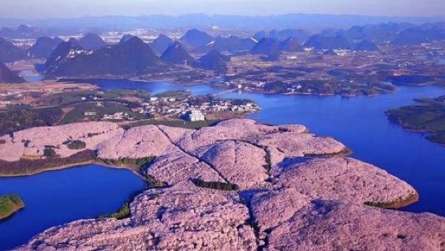 貴安櫻花園【平壩櫻花園】一日遊/上門接送+獨立出行