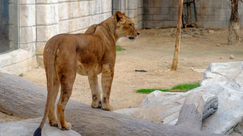 Abu Dhabi Attraction: Emirates Park Zoo Abu Dhabi Day Tours 7