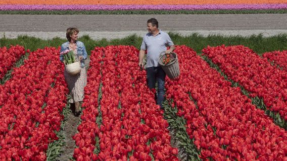 Keukenhof: Guided Tour + Tulip Farm Visit + Windmill Cruise