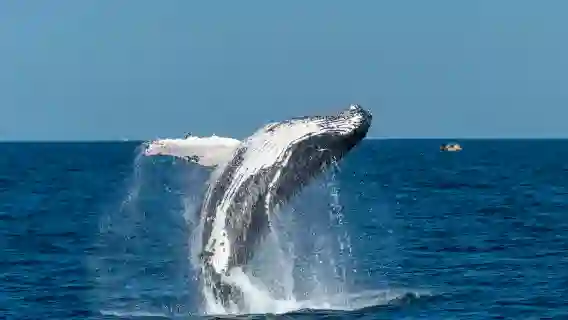 Sydney: Whale Watching Adventure Cruise