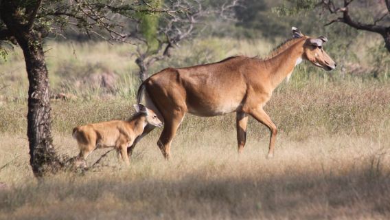 Khajuraho Heritage with Panna National Park Safari