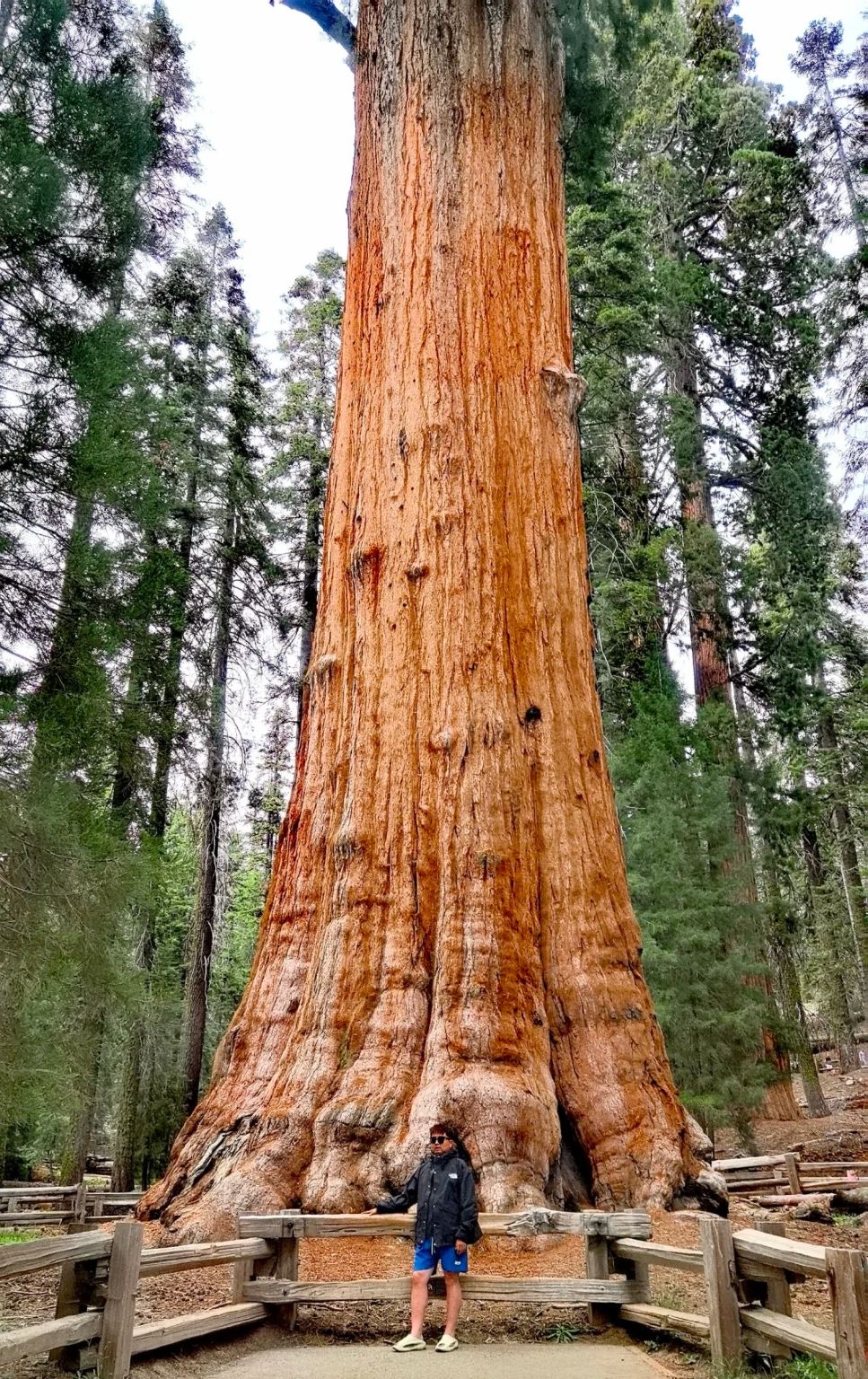 美國洛杉磯/美洲杉國家公園/帝王峽谷包車12h【精選老司機】