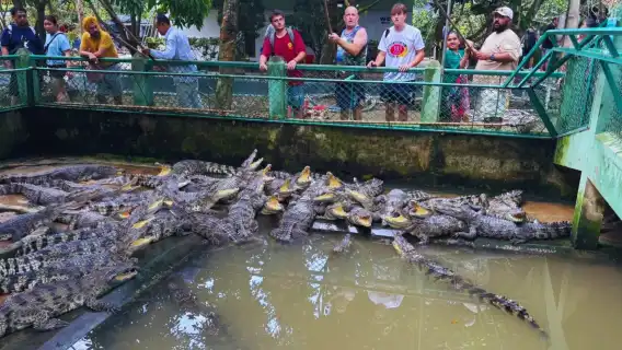 Mekong Delta One-day Tour in Ho Chi Minh City, Boats tour to My Tho - Vinh Trang Pagoda -  Thoi Son Island [ English-Guide | No Shopping | Hotel Pick-up - Lunch included]