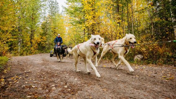 Rovaniemi: Recorrido en carro tirado por perros de 4 km en otoño