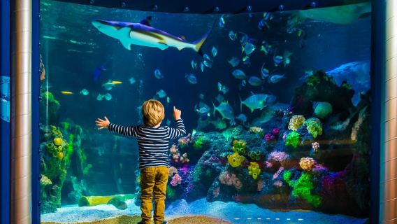 SEA LIFE Timmendorfer Strand Ticket