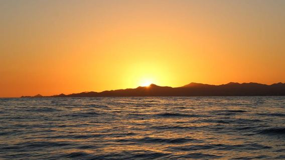 Ngắm cá voi lúc hoàng hôn ở San Jose del Cabo