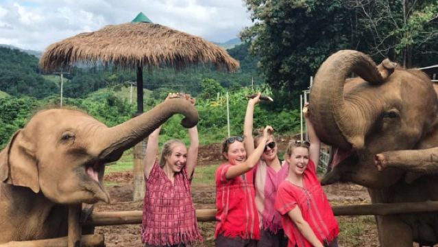 Chiang Mai Kerchor elephant eco park + Tiger Kingdom + Elephant POOPOOPAPER Park Chiang Mai (Chinese-speaking driver private charter service)