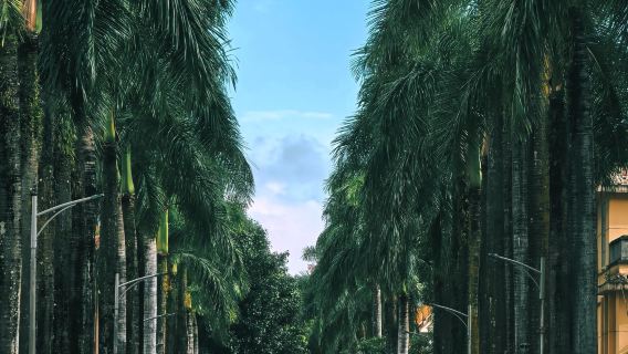 Однодневный тур в Мангши, Юньнань: Большая золотая пагода Мэнхуань + Парк редких растений Мэнбанаси + Древний город Дай с услугами на китайском и английском языках