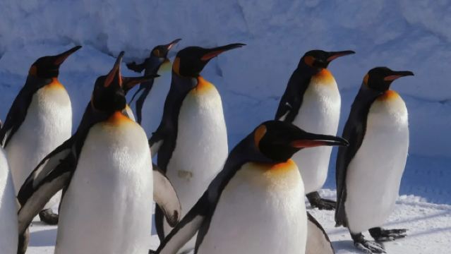 日本北海道美瑛+富良野一日遊【冬日限定/中文私家包車】