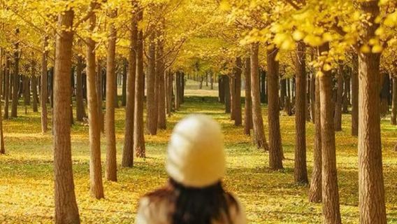 精選·韶關南雄帽子峰銀杏+珠璣古巷+梅關古道包車/共乘一日遊