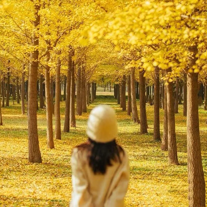 Premium Shaoguan Nanxiong Maozi Peak Ginkgo + Zhuji Ancient Lane + Meiguan Ancient Post Road Private Charter/Shared Transfer Day Tour