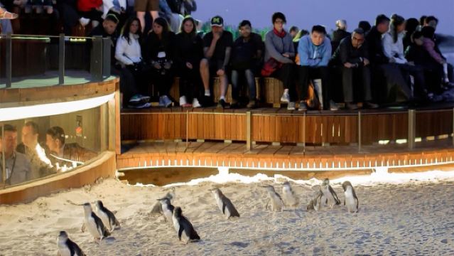 墨爾本普芬比利蒸汽小火車+PLUS企鵝一日遊(小團)