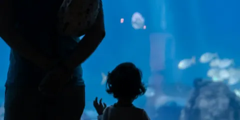 里斯本海洋館(Oceanário de Lisboa):私人導賞團