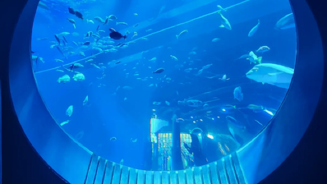 Okinawa Port Tour: Toyosaki Beach + DMM Kariyushi Aquarium + iias Shopping Mall | Join-in Day Tour