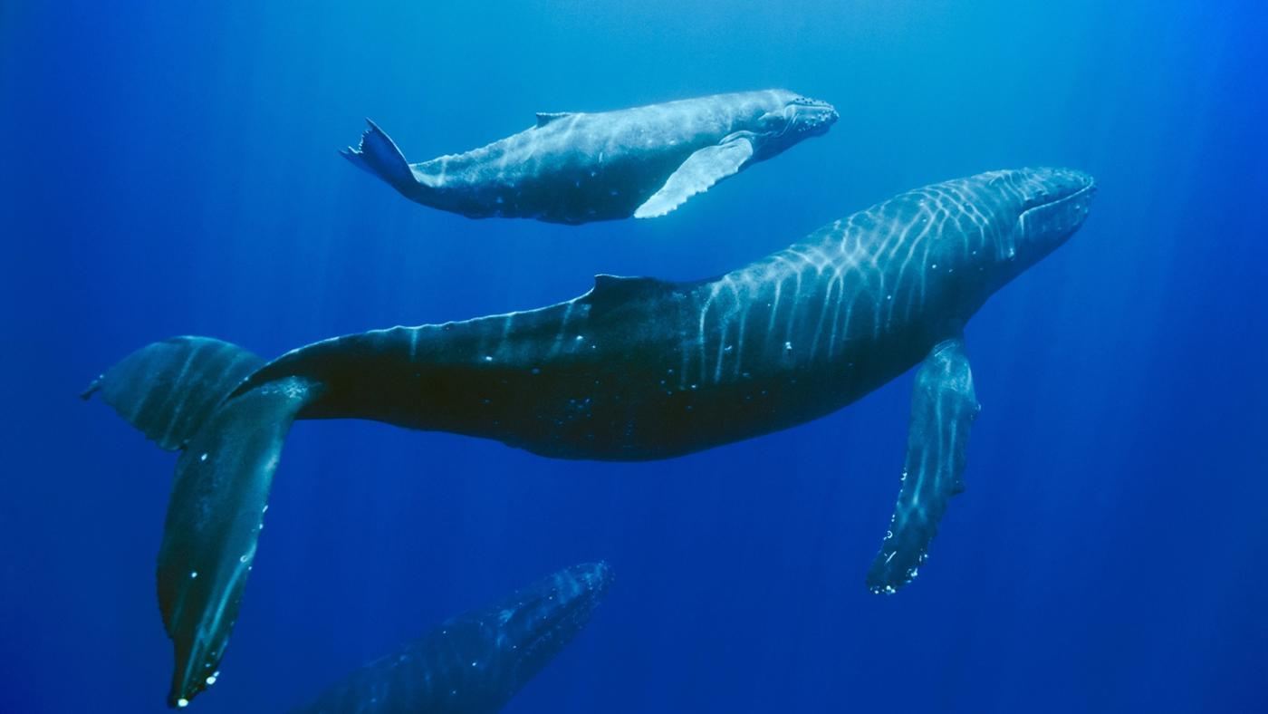 Whale Dream Mauritius: Walbeobachtung & Schwimmen mit Delfinen