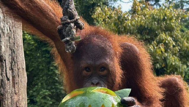 เซพิล็อค + หมีหมา + ศูนย์ป่าดิบชื้น 1 วัน [รถส่วนตัว/ไกด์นำเที่ยวมืออาชีพ]