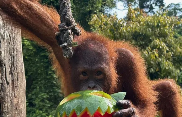 西必洛+馬來熊+熱帶叢林中心一日【獨立用車/專業導遊】