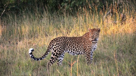 A Half Day Trip of Jawai Leopard Safari from Jodhpur.