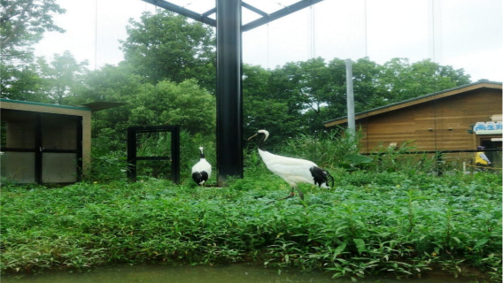 日本北海道+旭山+森林精靈陽台一日遊/行程可調-可訂製