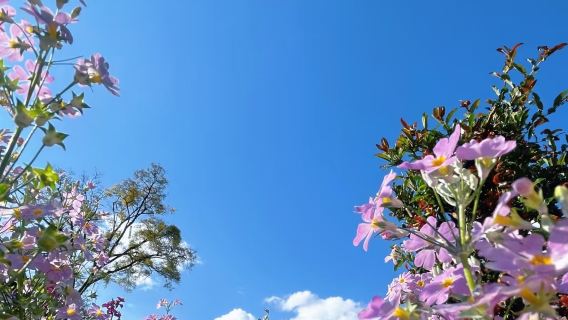 Lijiang, Yunnan: The Ancient Town of Shuhe + Old Town of Lijiang | Chinese/English guide | Customized private charter | Adjustable itinerary