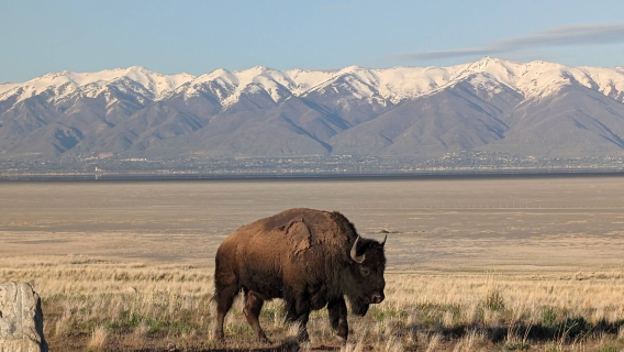Amerika Syarikat Salt Lake City - Great Salt Lake - Pulau Antelope - Hidupan Liar [Kereta Khas - Kebebasan Penuh]