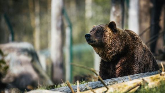 Bucharest: Curtea de Arges & Transfagarasan Day Trip