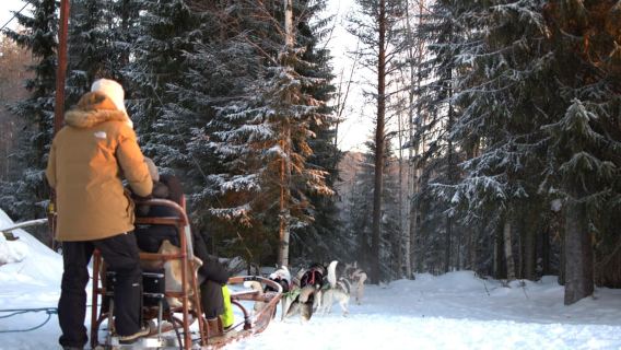 Luleå: Guided Dog Sledding Tour