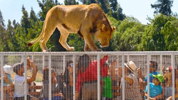 From Santiago: Safari Park, a wildlife experience