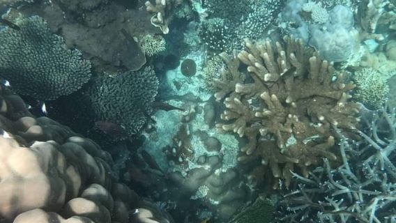 Zanzibar: Pungume Full-Day Trip, Snorkeling with BBQ Lunch